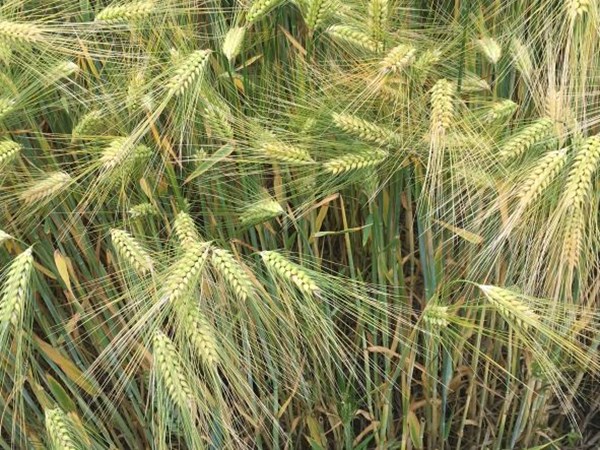 Winter barley